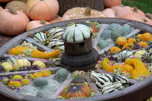 image of pumpkins