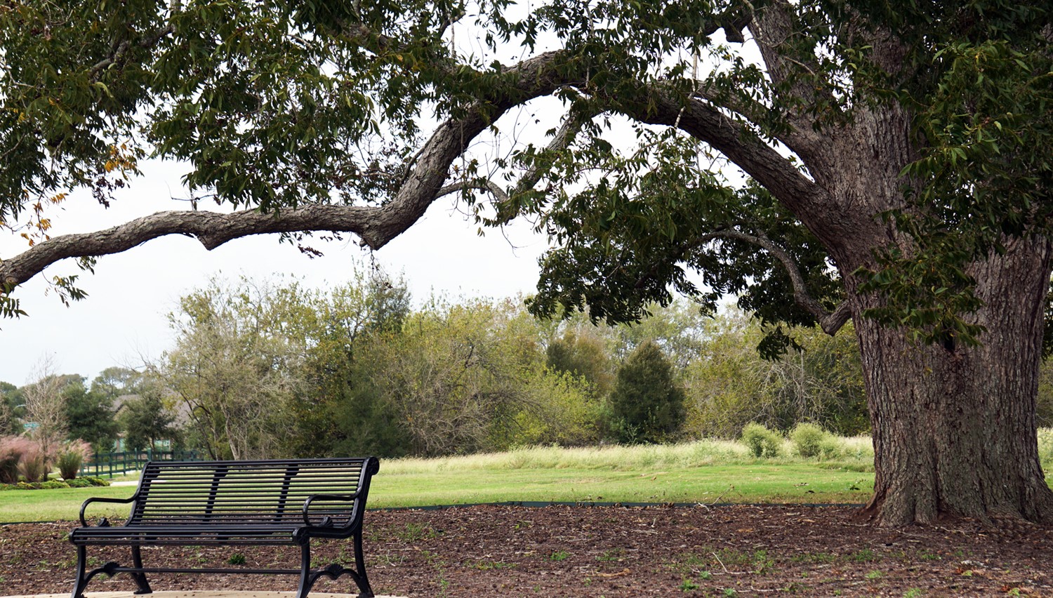 FFC_treebench_edited_sm-1