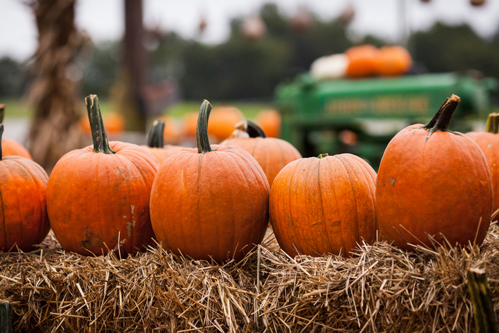 Pumpkin Patches in & Around Fort Bend County